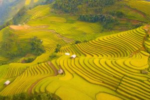 Tour Mù Cang Chải mùa lúa chín 3 ngày 2 đêm từ Hà Nội 2025