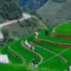 Du khách trải nghiệm ruộng bậc thang Mù Cang Chải trong mùa lúa xanh vàng Tây Bắc