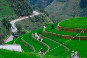 Du khách trải nghiệm ruộng bậc thang Mù Cang Chải trong mùa lúa xanh vàng Tây Bắc